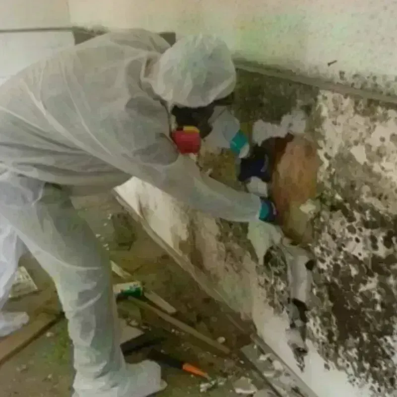 Mold Remediation and Removal in Conway, NH